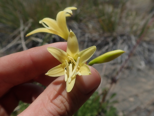 Zephyranthes montana, photograph 2