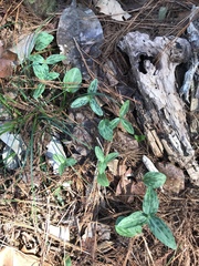 Trillium gracile