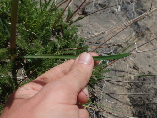 Zephyranthes montana, photograph 3