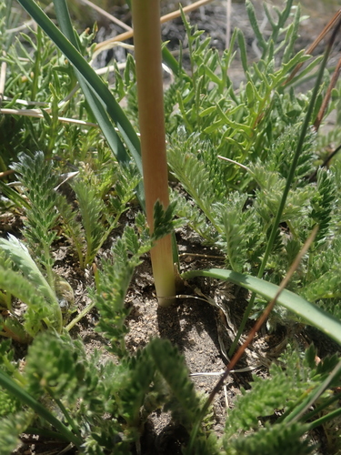 Zephyranthes montana, photograph 4