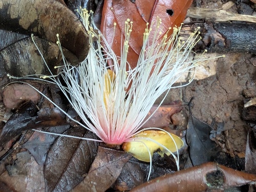 Caryocar glabrum, 2025-12-08
