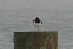 Haematopus ostralegus