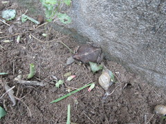 Physalaemus albonotatus