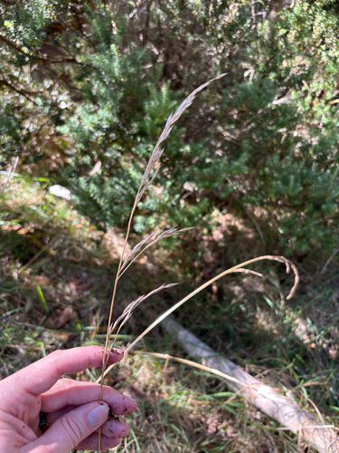 Lolium arundinaceum observed 2025-12-11