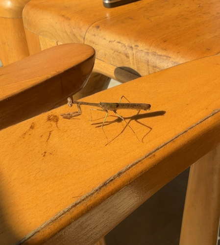 Stagmomantis hebardi (Stagmomantis hebardi)