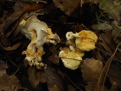 Albatrellus subrubescens