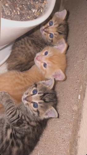 Domestic Cat