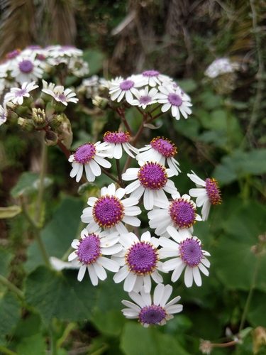 Pericallis