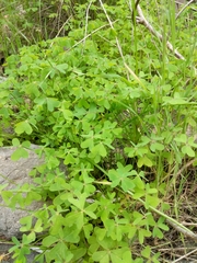 Oxalis pes-caprae
