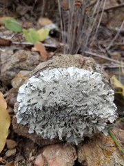Parmeliaceae