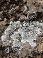 Parmeliaceae