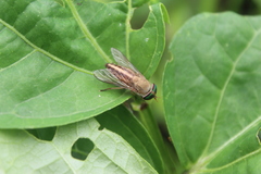 Tabanus occidentalis dorsovittatus