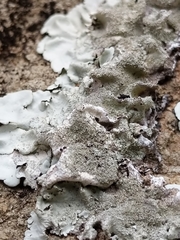 Parmeliaceae