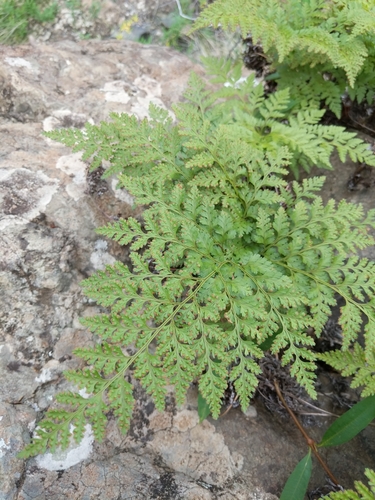 Davallia canariensis