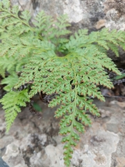 Davallia canariensis
