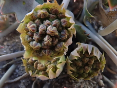 Pozoa coriacea