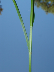 Carex annectens