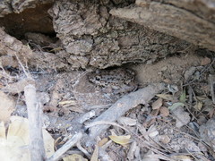Leptodactylus bufonius