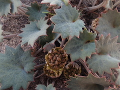 Pozoa coriacea