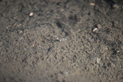 Gasterosteus aculeatus