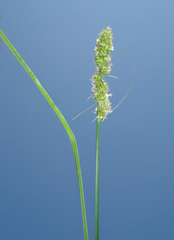 Carex annectens