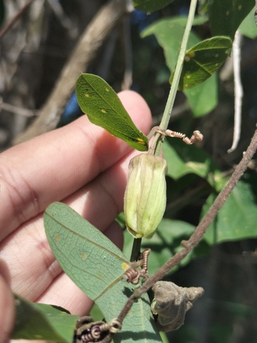 Passiflora transversa