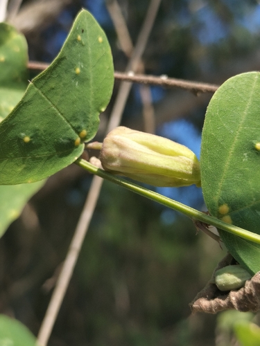 Passiflora transversa, photograph 1