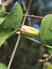 Passiflora transversa, photograph Sinaloa Silvestre, CC0, iNaturalist via GBIF