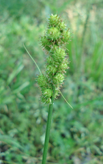 Carex annectens
