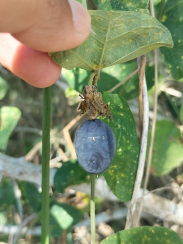 Passiflora transversa, photograph 2
