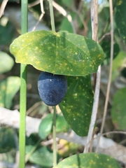 Passiflora transversa, photograph Sinaloa Silvestre, CC0, iNaturalist via GBIF