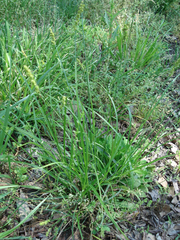Carex annectens