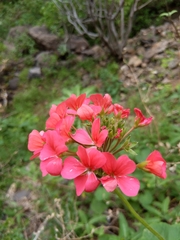 Pelargonium