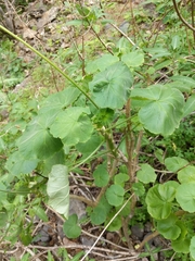 Pelargonium