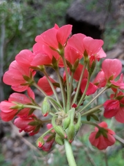Pelargonium