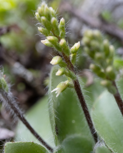 Holothrix majubensis