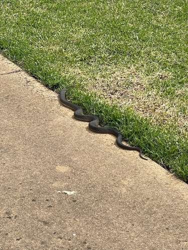 Lowlands Copperhead sighting