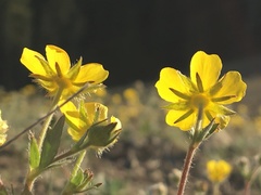 Potentilla arenosa