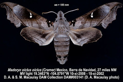 Madoryx oiclus