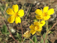Potentilla arenosa