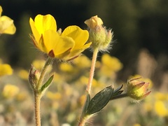 Potentilla arenosa