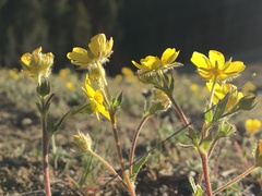 Potentilla arenosa
