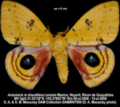 Automeris io draudtiana