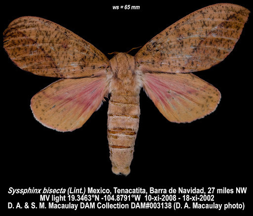 Adeloneivaia isara