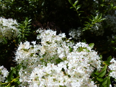 Veronica subfulvida