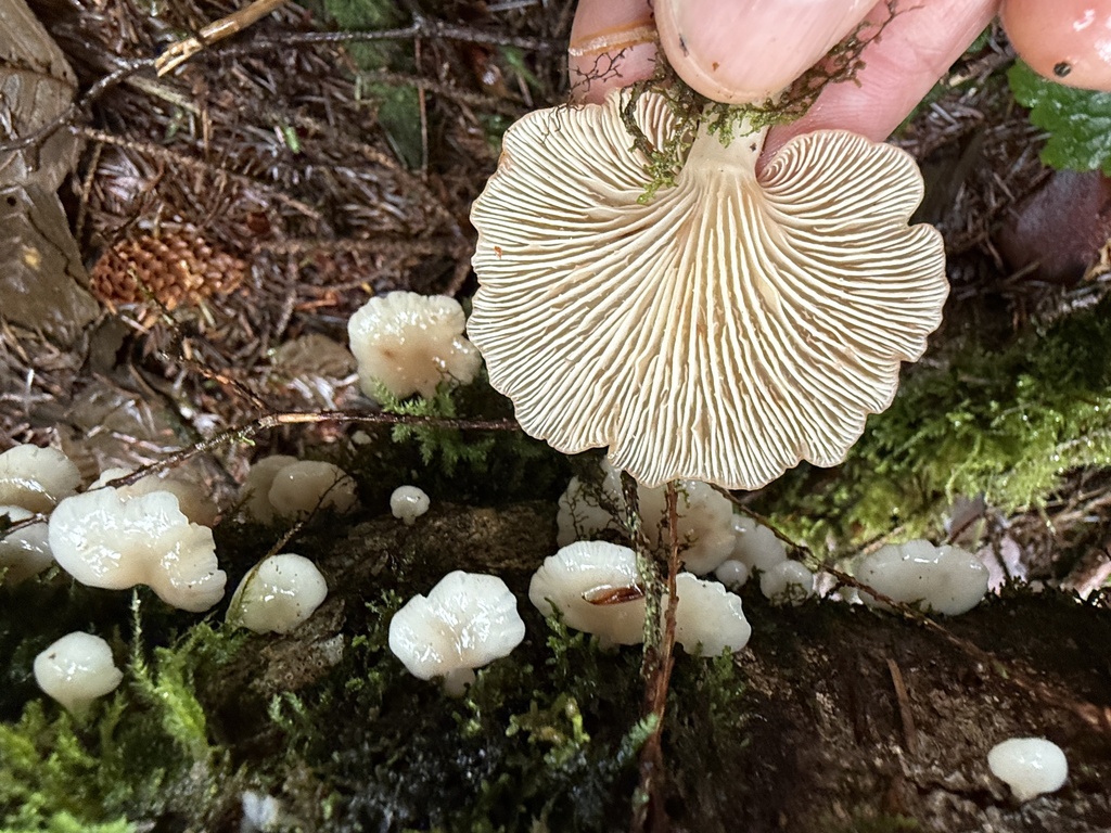 Scytinotus longinquus · December 2025 · photo: © hillcraddock (iNaturalist, cc-by)