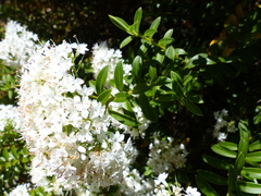 Veronica subfulvida