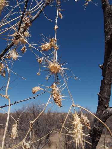 wild balsam apple (Echinopepon wrightii)