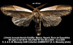 Truncaptera truncata