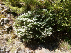 Veronica subfulvida